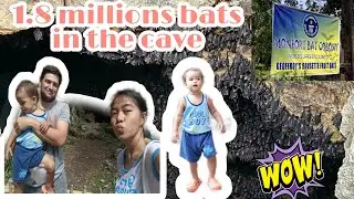 1.8 MILLION BATS IN CAVE, WORLD'S LARGEST COLONY OF GEOFFREY ROUSETTE FRUIT BATS