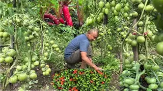 Khursani Pane Suru Vayo Tomato Ko Khati😭😭 || Rural Life In Village Vlog ||