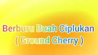 Manfaat Buah Ciplukan ( Ground Cherry ) @OHIM_Education 
