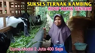 Yu Darmini Sukses Ternak Kambing Dapat Hasil Puluhan Juta 