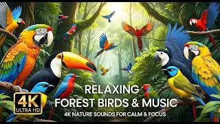 Relaxing Forest Birds & Relaxing Music in Forest 🐦🌿  4K Nature Sounds for Calm & Focus
