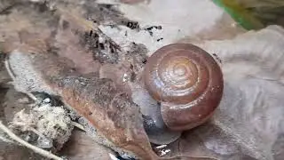 ខ្យងហែលទឹក Snails swimming out of the ground