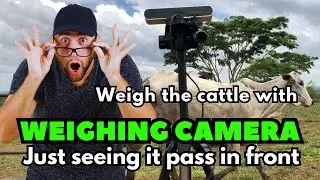 Livestock 4.0 | Camera for weighing livestock, just passing in front of or under the lens