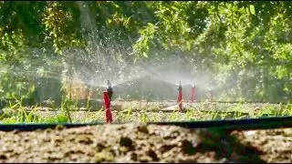 California Almond Irrigation Research | One Serving of Sustainability | California Almonds