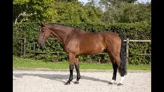 Sundance: TOULON x UNIQUE II DRUM VH JUXSCHOT - 2018 gelding