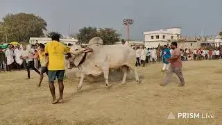 ఆకవీడు గ్రామం||సీనియర్స్ విభాగం 6వ జత బీరం బుల్స్ & కొండారెడ్డి గారు 💥రామన్&దేవుని గిత్త💥 2-2-2026💥💥