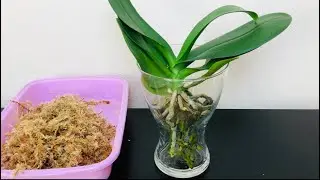 兰花-比上板更简便的半水苔种植A easier way growing orchid in Sphagnum moss