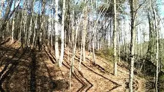 Large White Tail Deer Family Group Moving Through The Forest