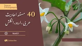 40 Hadith | No#01 | In Arabic with Urdu and English Translation |Fakharphotography
