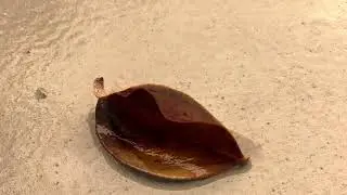randomicron