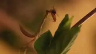 Die Fangschrecke oder Gottesanbeterin (Mantodea) frisst eine Spinne