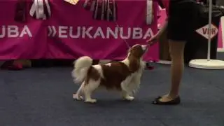 Bundessieger Dortmund 15/10/2016 male intermediate class judge M Hegerty