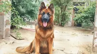 Aaj bruno ne kri masti 🐕😍 king bruno#pet lover|#german shepherd#viral dog #dog life #mastiwithbruno