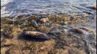 Sharon - Lake Massapoag - Freshwater mussels