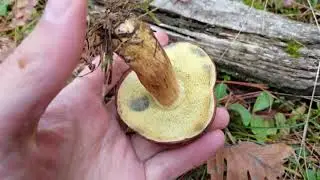 El rico boleto bayo. una seta sabrosa que acumula radioactividad... Xerocomus badius. Imleria badia.