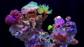 ALL MY CORALS: 15 Gallon Nano Reef Tank