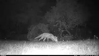 Fox eating food scraps #wildlife  #trailcamera  #naturalsounds  #nature