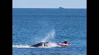 Close Call! Whale Surprises Kayaker
