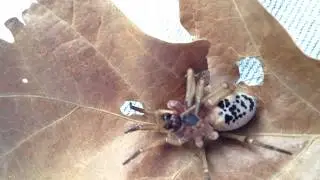 Spidey Fri-dey - Dead Wolf Spider unique Tattoo on underside