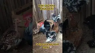 MINI GALINHA NAGAZACKI ❤️#galinha #galinhas #shortshorts #shorts #short #shortsvideo #vidanaro&ccedil;a