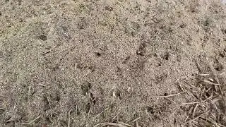 Best Pest Control Servicing Orlando Florida