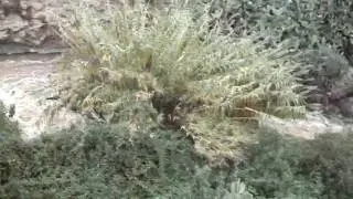 Huecija Barranco Alfarax