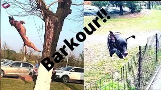 Barkour Dogs |  Dogs jumping over fences and climbing on trees 😮