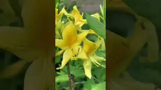 Рододендроны #flowers #garden #цветы #plants #beautiful #love