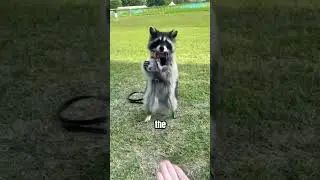 This raccoon fell into the water #story #cutespets #petstory #cute #petpeople