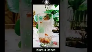 🔴 Kismis Dance 😍 Raisin's Dance || Super Fun Science Experiments for Kids ‼️#scienceexperiment