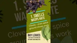 Natural Pest Control | 3 Ways to rid wasps from nesting near your property