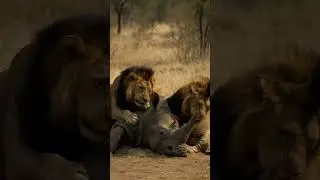 Two Lions vs Rhino! 二匹のライオンがサイを襲う！#lion #rhino #wildlife #nature #africa
