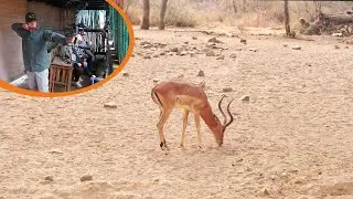 Bow Hunting One Of Africa's Fastest Antelope!!
