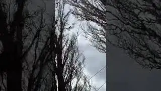There are many crows&rsquo; nests above the driveway птица 🐦 #shorts