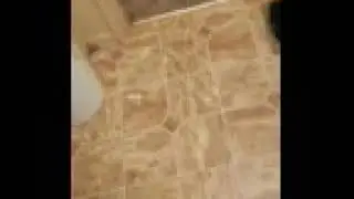 Funny lab antics
