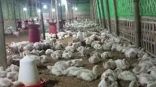 Day 19 #Low Investment #High Return #chicken #farming #poultryfarming 