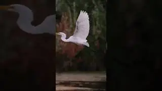 Amazing White Great Egret Bird Fly#shorts