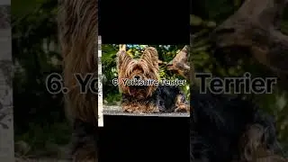 Top 10 Popular breed of Dogs