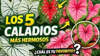 Top 5 Caladios que no pueden faltar en tu colección este año