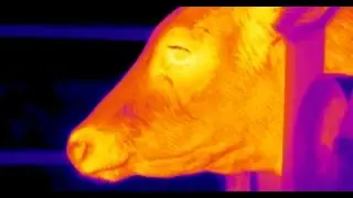 Feed efficiency: Residual feed intake