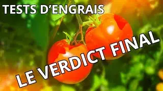 Ce que j’ai appris de mes tests d’engrais sur tomates