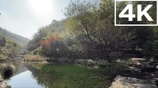 4K Forest Stream Ambience 🌿 1 Hour Relaxing Music for Sleep & Stress Relief