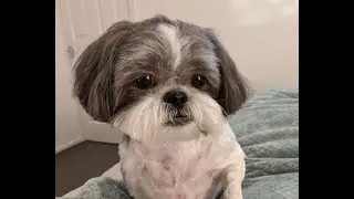 Pixie & Roxy Go To The Groomers October 2019
