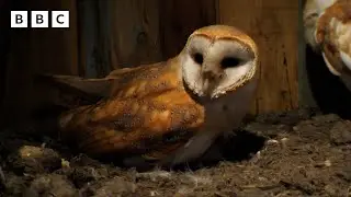 🔴 LIVE wildlife cameras 🐣 31 May 🌺 BBC Springwatch 2024