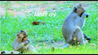 Adorable Janna & Janet eat grass on green field | Janet cry whole day mom not give milk