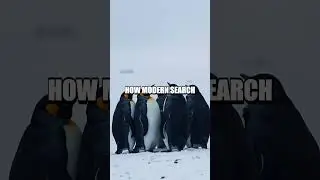 The Brilliant Behavior of Penguins: Nature's Rescue Teams