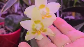 Прогулка по выходным (WEWA), часть 1, 27.12.25