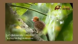 Icaro Birding Tour to Colombia