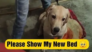 Tony New Bed Unboxing | Labrador Puppy Excited for his New Bed | Dog Best Beds with Amazon Link 🛏️🐶
