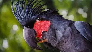 Maui the Black parrot with kids at the Carnival 🦜😂🥜🌱